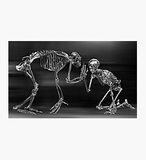 Evolution Photographic Print