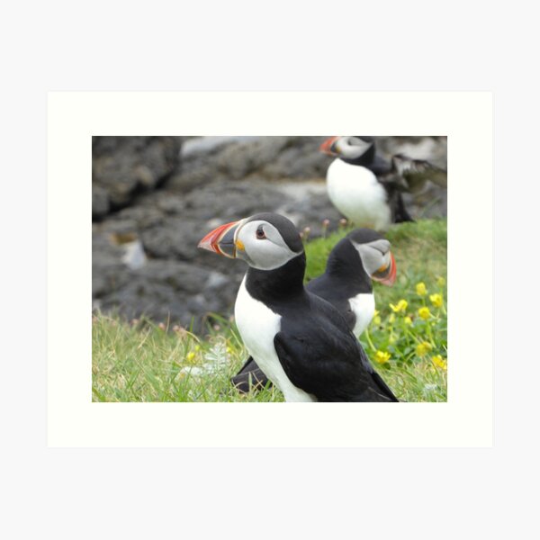 Item preview, A circus of puffins designed and sold by Theconkertree.