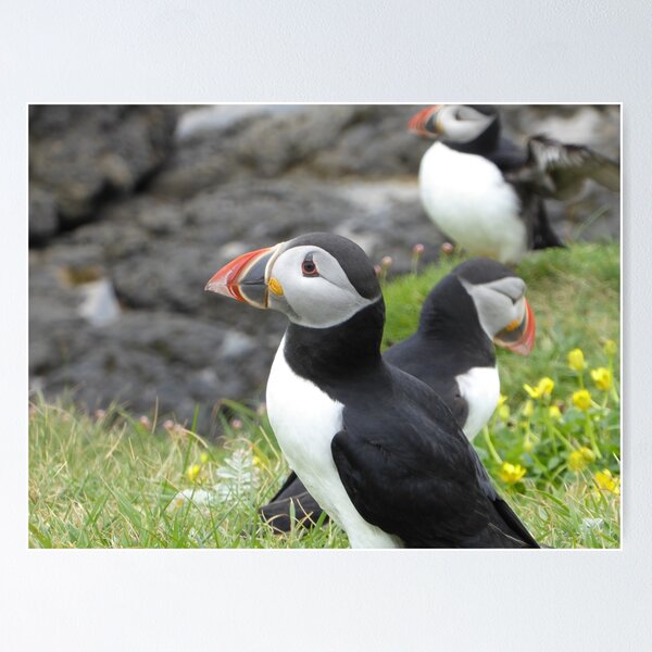 Item preview, A circus of puffins designed and sold by Theconkertree.