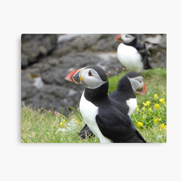 A circus of puffins Canvas Print