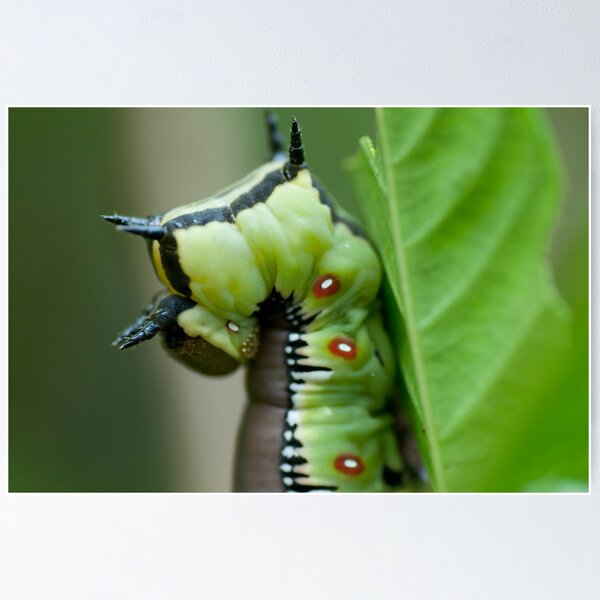 Item preview, Bee Hawk Caterpillar designed and sold by KellieJayne.