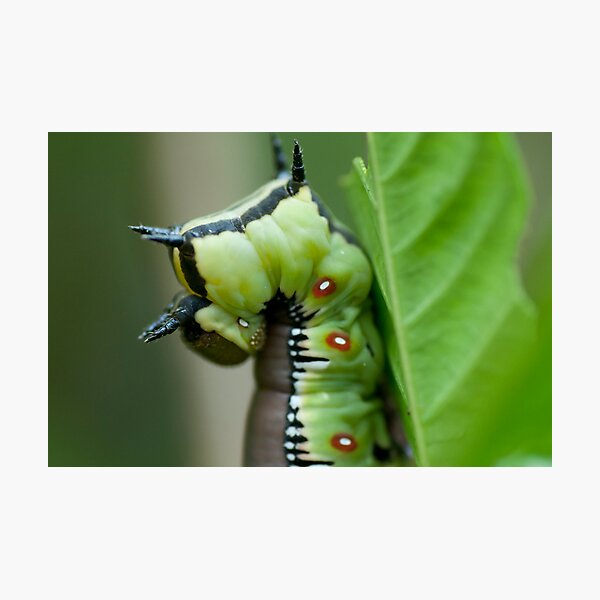 Aperçu de l'œuvre Bee Hawk Caterpillar créée et vendue par KellieJayne.