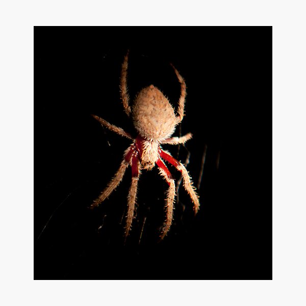 Artikelvorschau, Orb Spider entworfen und verkauft von KellieJayne.