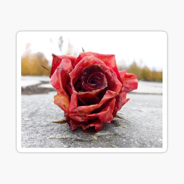 Item preview, Dirty Rose designed and sold by LittleRedToyota.