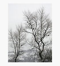 Crows on bare trees in winter Photographic Print