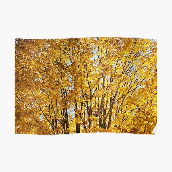 arbre de rêve Poster
