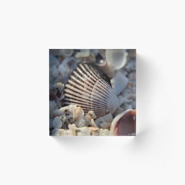 Shelling Misadventure Acrylic Block