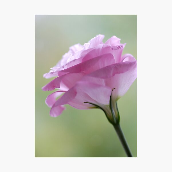 Item preview, Im en rose- I'm Pretty In Pink designed and sold by Kay M Gregan.