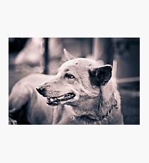 Dogs. Photographic Print