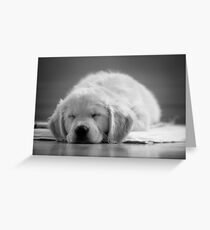 Snoozing.. Greeting Card
