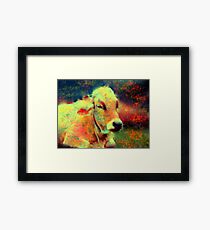 cow lying down Framed Print