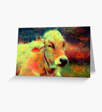 cow lying down Grußkarte