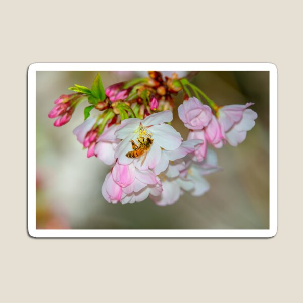 Cherry Blossoms & Bee Magnet