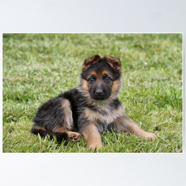 German shepherd small baby best sale