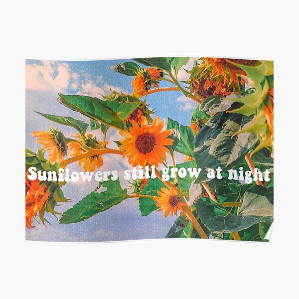 "Sunflowers still grow at night" Poster for Sale by spacecatxx Redbubble