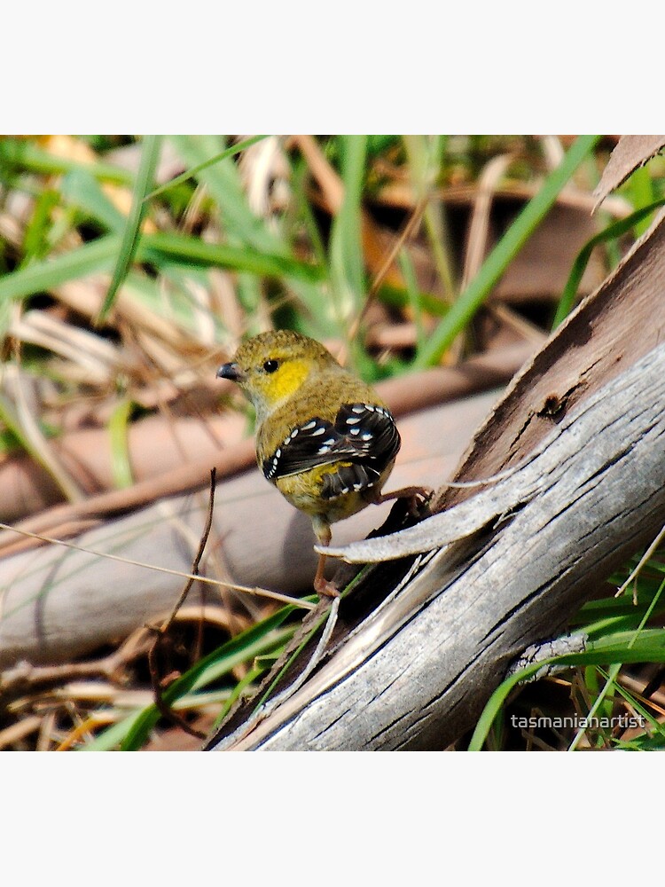 Thumbnail 2 of 2, Postcard, WO ~ PARDALOTE ~ Forty-spotted Pardalote stQbYkPG by David Irwin 041119 designed and sold by tasmanianartist.