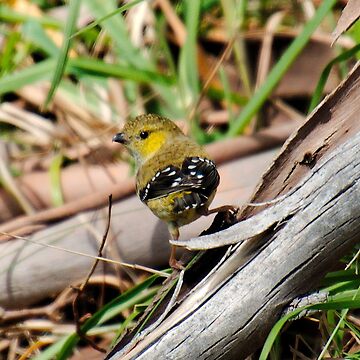 Artwork thumbnail, WO ~ PARDALOTE ~ Forty-spotted Pardalote stQbYkPG by David Irwin 041119 by tasmanianartist