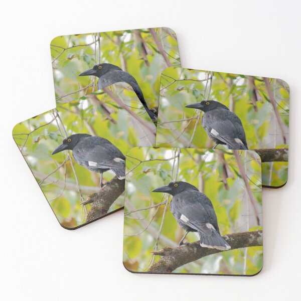 Item preview, WO ~ SC ~ ARTAMIDAE ~ Pied Currawong jMjkRF74 by David Irwin 011119 designed and sold by tasmanianartist.