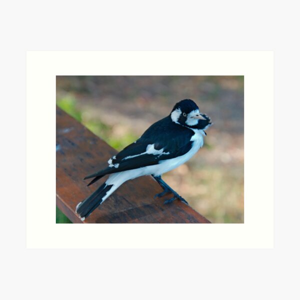 WO ~ SC ~ FANTAIL ~ MAGPIE ~ Magpie-Lark PMGPK377 by David Irwin 041119 Art Print