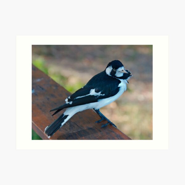 WO ~ SC ~ FANTAIL ~ Magpie-Lark by David Irwin 041119 Art Print