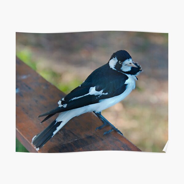 WO ~ SC ~ FANTAIL ~ MAGPIE ~ Magpie-Lark PMGPK377 by David Irwin 041119 Poster