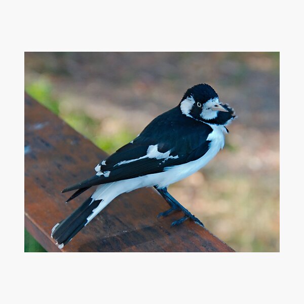 WO ~ SC ~ FANTAIL ~ MAGPIE ~ Magpie-Lark PMGPK377 by David Irwin 041119 Photographic Print