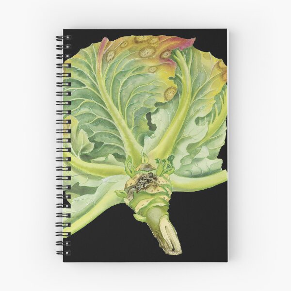 Item preview, Blackleg of Cabbage (cut away) designed and sold by BiosecurityColl.