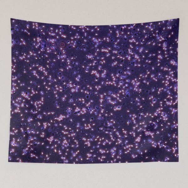 Item preview, Nosema apis (Microsporidian of honey bees) designed and sold by BiosecurityColl.