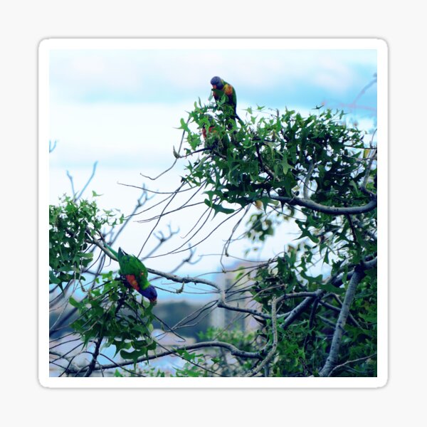 Item preview, Rainbow Lorikeets designed and sold by muntificator.
