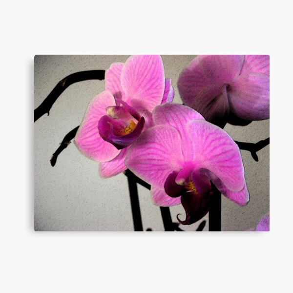 color Canvas Print