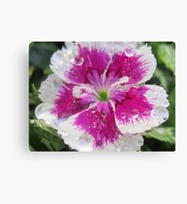 Frivolous Canvas Print
