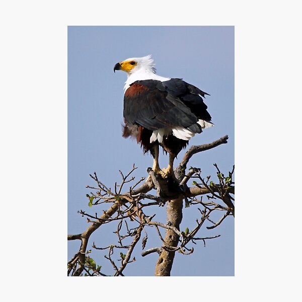 African Fish Eagle Photographic Print