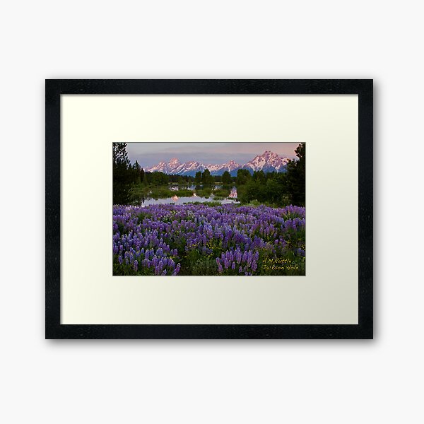 Lupine Explosion, Grand Teton National Park Framed Art Print