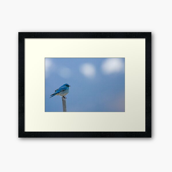 Bluebird Of Happiness... Framed Art Print
