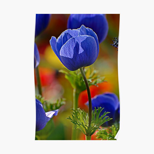 Anemone 2 Poster