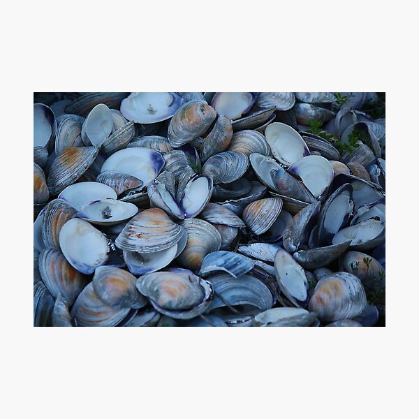 Item preview, Oyster Shells designed and sold by Paulette1021.