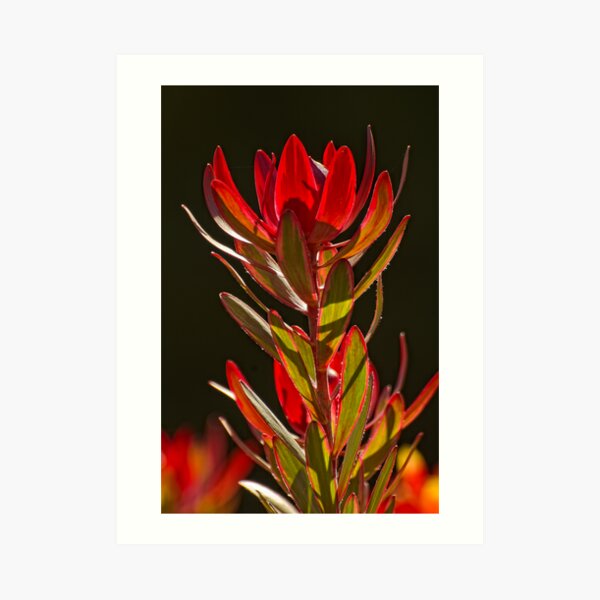 Protea 1 Art Print
