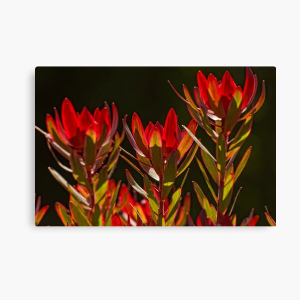 Protea 2 Canvas Print