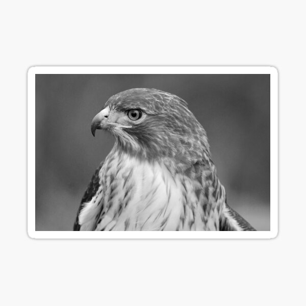 Red Tail Hawk Profile Black and White Sticker