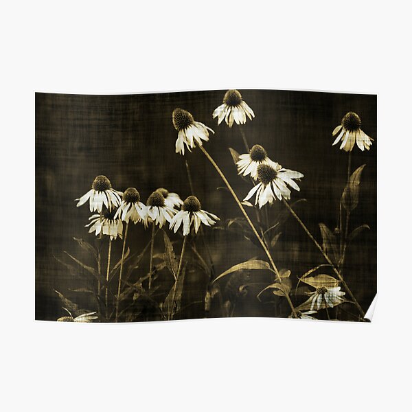 Echinacea - Sepia Poster