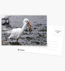 Catch of the Day Postcards