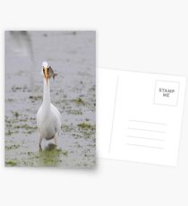 What You Looking At? Postcards