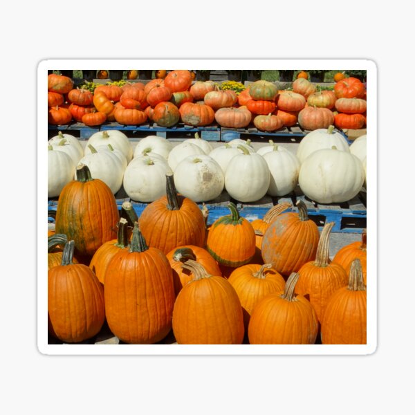 Pumpkins All In A Row! Sticker