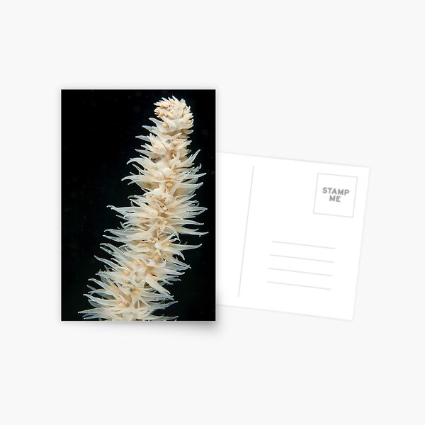 Whip Coral Postcard