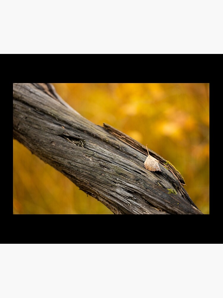 Leaf on dead tree in autumn forest by Juhku