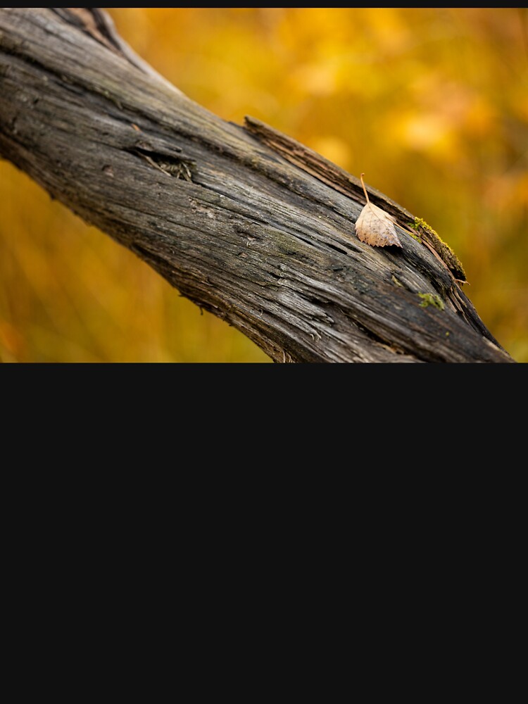 Leaf on dead tree in autumn forest by Juhku