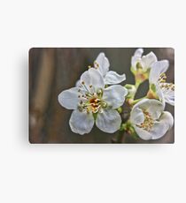 Plum Blossoms March 2011 Metal Print