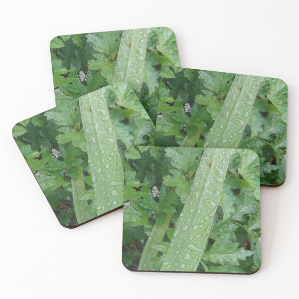 Item preview, Lily leaf with water droplets designed and sold by svehex.