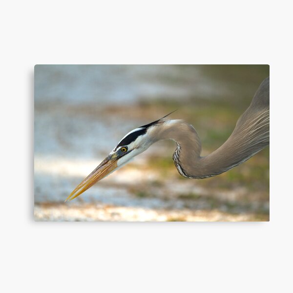 Great Blue Portrait Metal Print