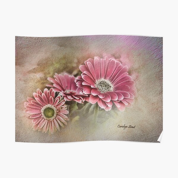 Pink Bloomers Poster